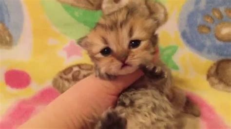 Will my older cat be ok with another cat? Sweet Baby Rory - Golden Teacup Persian Kitten for Sale ...