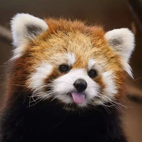 Konatsu With Her Tongue Out From Izu Shaboten Zoo Red Panda Cute
