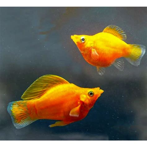 Jual Ikan Hias Aquascape Golden Molly Molly Golden Molly Sunkiss