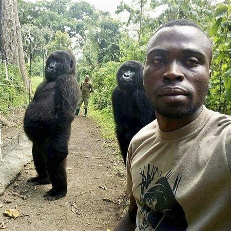 Congos Famous Mountain Gorilla Dies At 14 In Virunga Park Ap News