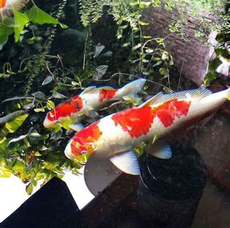 Beberapa jenis ikan koi ini menjadi yang termahal dan terpopuler diantara pencinta ikan hias. Tempat Jual Ikan Koi di Surabaya - Jual Ikan Koi Kualitas Juara. Harga Ikan Koi Paling Murah