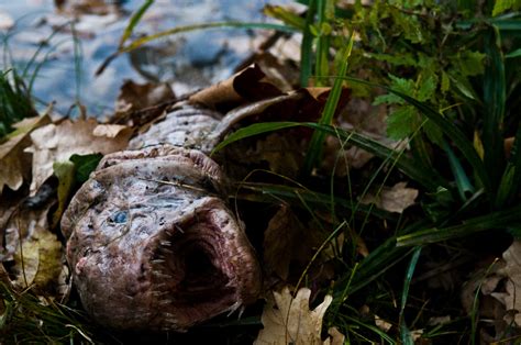 Wild animals in chernobyl are flourishing within the contaminated. Chernobyl Diaries - HeyUGuys