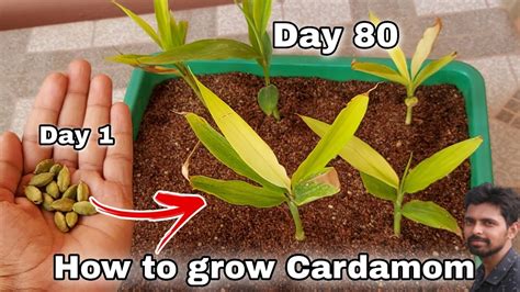 How To Grow Cardamom From Seeds How To Grow Elaichi Youtube
