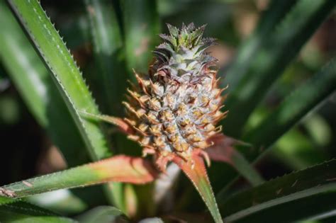 Pineapple Plant Growing And Caring Guide