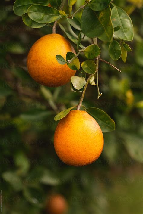 Ripe Oranges Hanging On A Tree By Stocksy Contributor Amanda Worrall