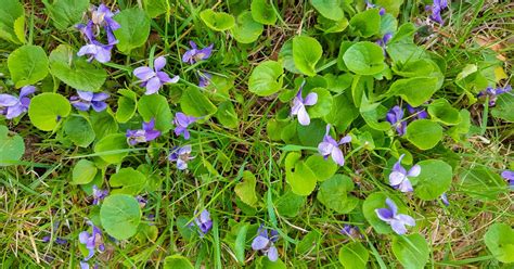 What Are The Purple Weeds In My Yard My Heart Lives Here