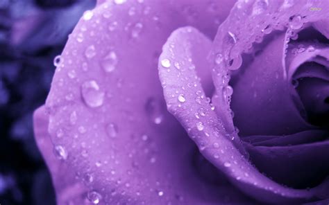 Purple Rose Hd Wallpapers