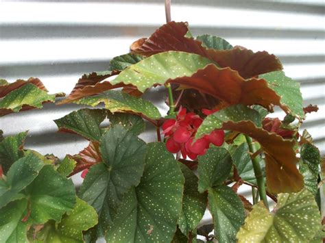 See more ideas about begonia, plants, flowers. Begonia x corallina (Angel Wing Begonia) | World of ...
