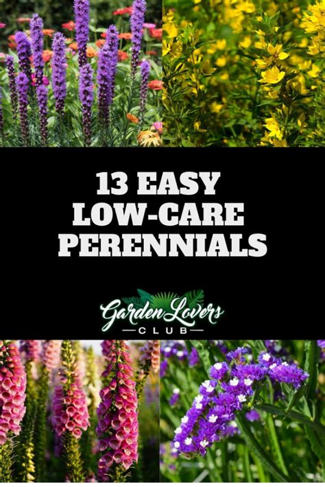 13 Easy Low Care Perennials Garden Lovers Club Easy Perennials