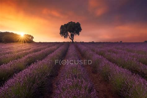 Majestic Scenery Of Lonely Tree Growing In Field With Blooming Lavender