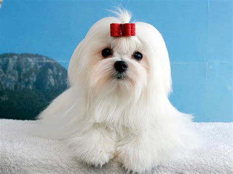 Maltese Information And Dog Breed Facts Pets Feed