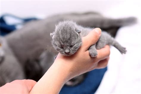 Cute One Day Old Kitten Stock Photo Image Of Lovely 68406306