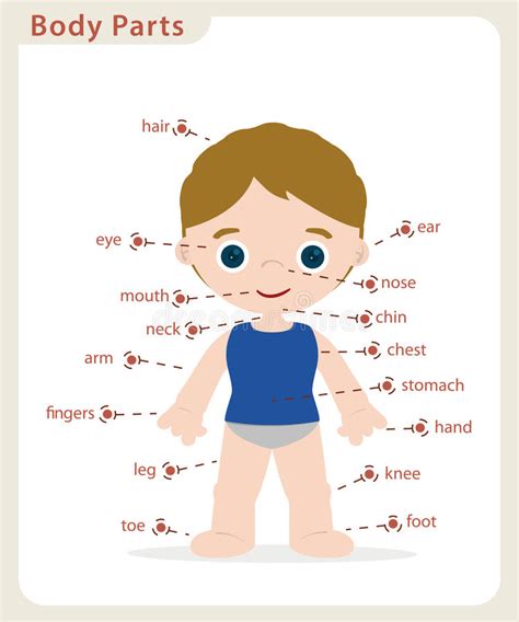 Here presented 65+ human body parts drawing images for free to download, print or share. Boy body parts stock vector. Illustration of mouth, health ...