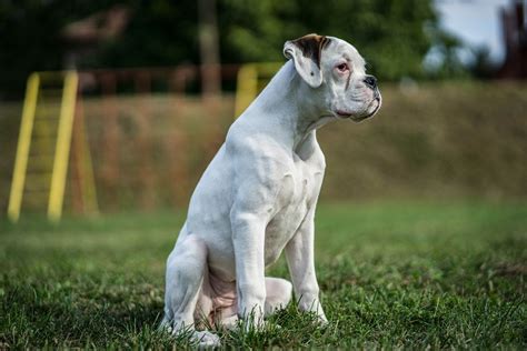 Young White Boxer Dog Walking Outdoor Bilder Und Fotos Creative