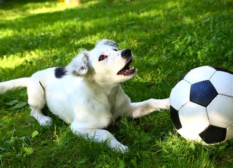 How To Play Soccer With Your Dog Love And Kisses Pet Sitting Nc