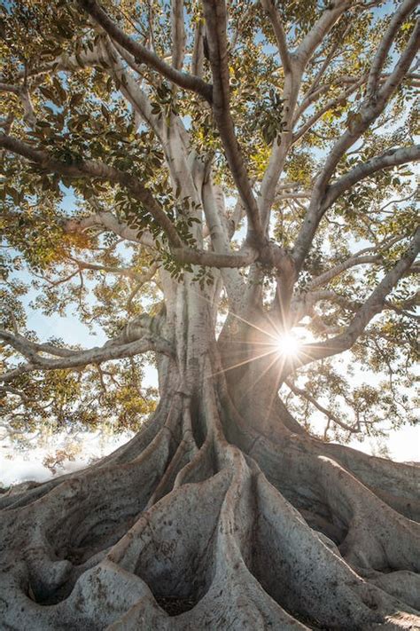 Green Leafed Tree · Free Stock Photo