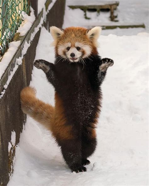 Pin By J Jones On Cute Cats Red Panda Cute Panda Cute Red Panda