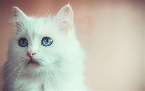 White Cats Happy Cat Kittens Cutest Pet Portraits Cute Cat Hd