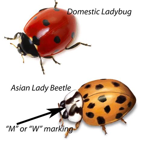 How To Get Rid Of Lady Bugs Do It Yourself Pest Control