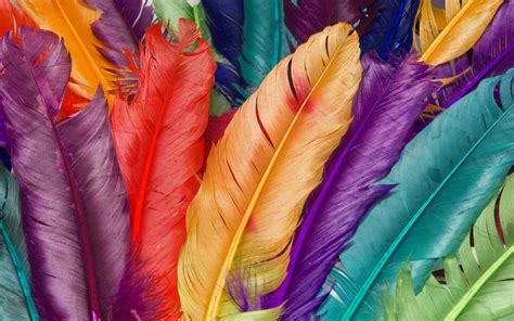 Multicolor Feathers Wallpaper Colorful Wallpaper Better