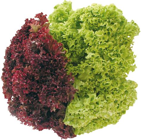 Hier gibt's 100 % bio. Lettuce (Lollo) - Fruits and Vegetables | Brunelli Group