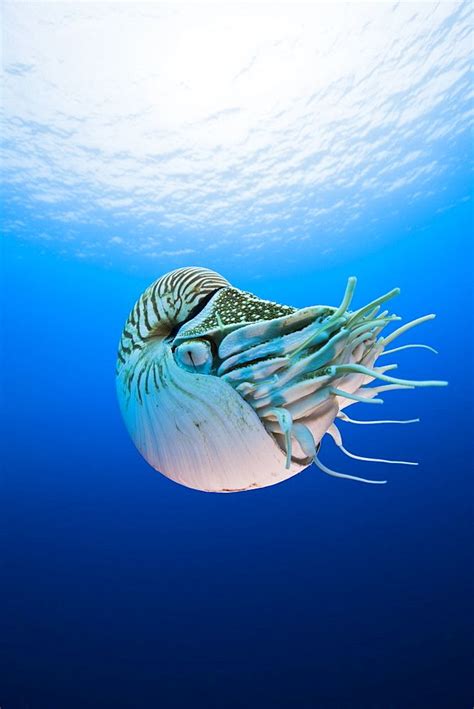 Nautilus Great Barrier Reef Australia Deep Sea Creatures Ocean