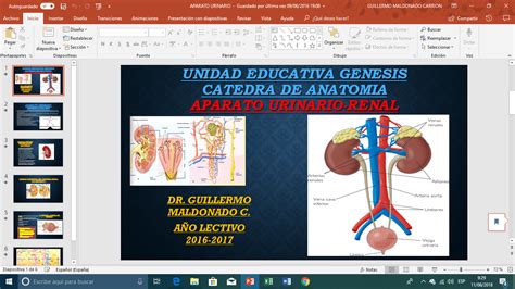 Blog º Bachillerato A diapositivas de anatomia aparato urinario nefrona