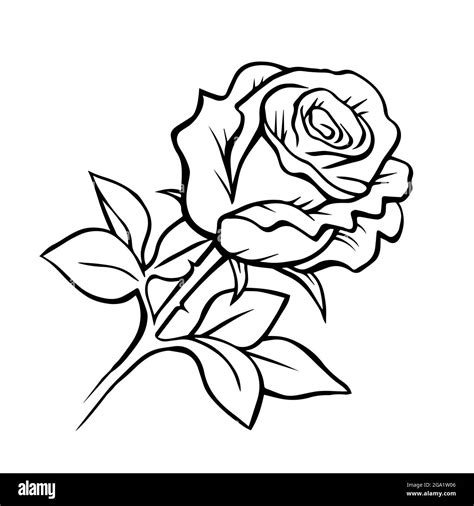 Black And White Rose Hand Drawn Plants And Flowers Decorative Design