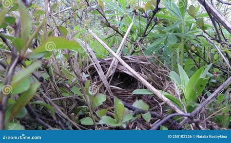 The Nightingale Bird Builds A Nest For Incubating Chick Eggs Stock