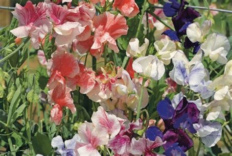 How To Grow Sweet Peas From Seed Suttons Gardening Grow How