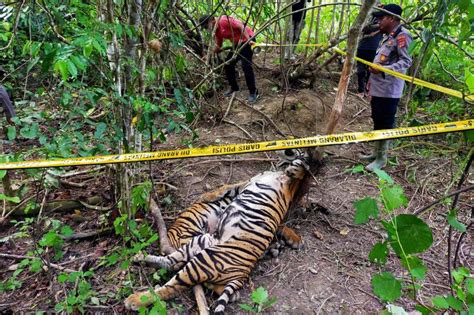 Bangkok Post 3 Critically Endangered Sumatran Tigers Killed In Indonesia