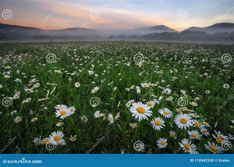 Daisies In The Field Near The Mountains Stock Photo Image Of Hill
