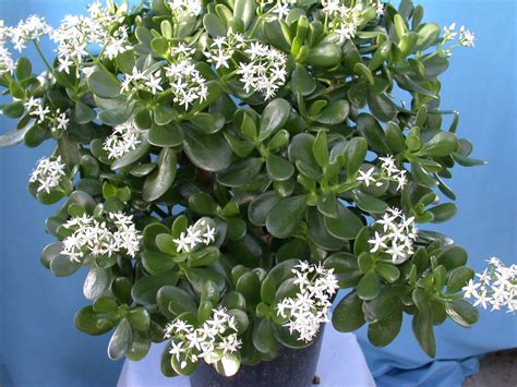 Maybe you would like to learn more about one of these? Why Won't My Jade Plant Bloom Again?