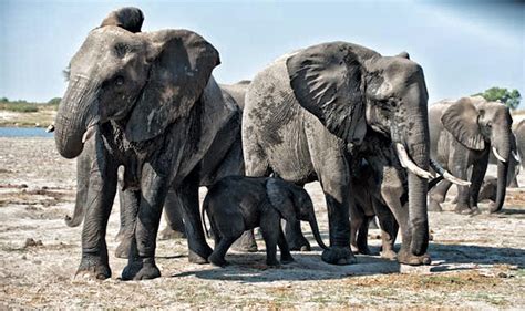 Counting Africas Beleaguered Elephants Massive Two Year Census Finds Alarming Declines