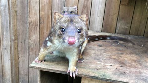 Research Discovers Cute Quolls Used To Have A Taste For Human Flesh