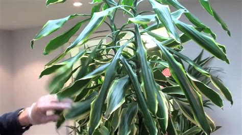 How To Prune A Dracaena By Nature At Work Youtube