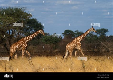 Reticulated Giraffe Giraffa Camelopardalis Reticulata Meru National