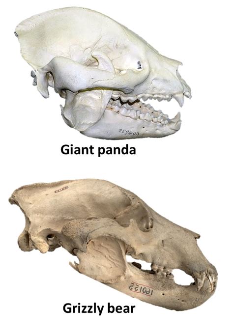 Jaws Reveal Australias Ancient Marsupial Panda