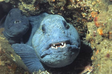 Wolf Fish Life Of Sea