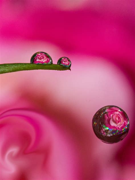 Dripping Rose By Miki Asai On 500px Water Drop Photography Water Art
