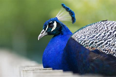 Paw Ptaki Niebieski · Darmowe Zdjęcie Na Pixabay