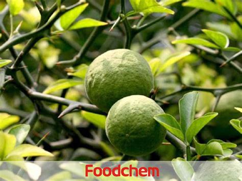 Citrus Aurantium Extract Synephrine Foodchem International Corporation