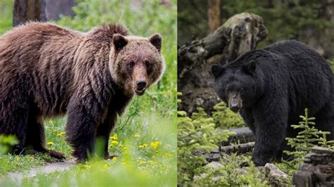 Bear Identification Western Wildlife Outreach