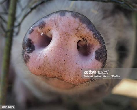 Pig Snout Close Up Photos And Premium High Res Pictures Getty Images