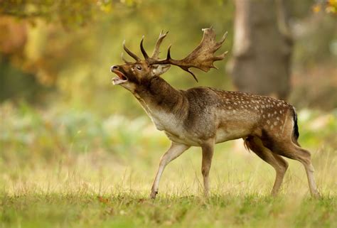 Hungary Fallow Deer Hunting Gp Voyages