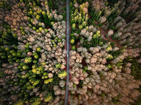Aerial View Graphy Of Roadway Between Trees Hd Wallpaper Peakpx