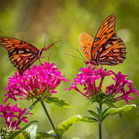 Beautiful Butterfly Wallpaper Examples To Put On Your Desktop Background