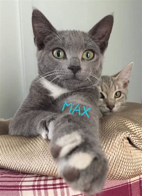 Max Male Russian Blue Mix Cat In Sa Petrescue