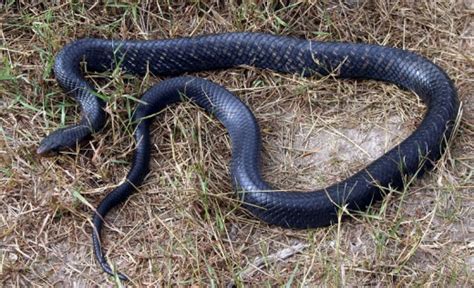 Indigo Snake Facts And Pictures