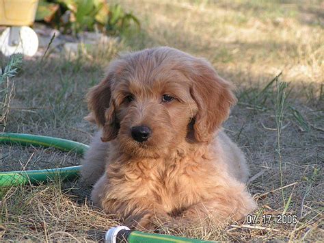 They are very intelligent, friendly with strangers and other pets and enjoy the companionship of their owner or family. About Us | Goldendoodle breeders, Goldendoodle puppy ...